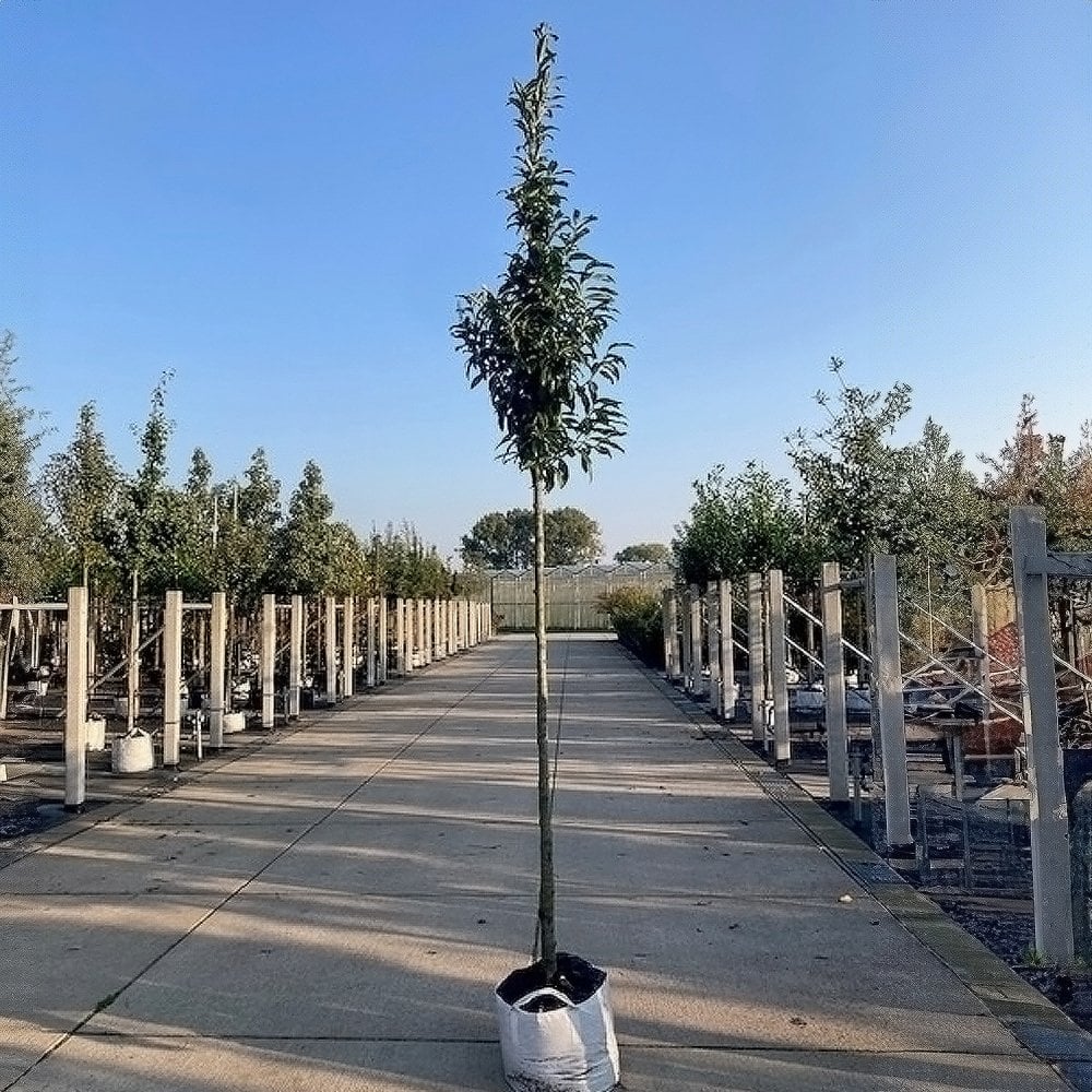 Prunus laurocerasus 'Genolia' - Image 3
