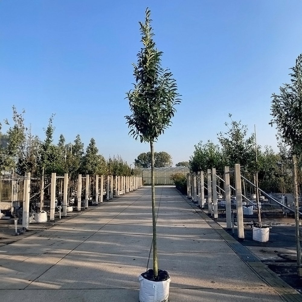 Prunus laurocerasus 'Genolia' - Image 4
