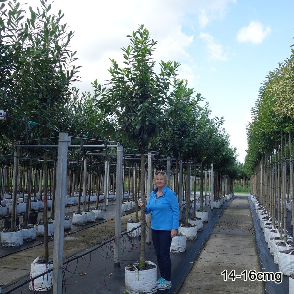 Prunus laurocerasus 'Novita' Tree - Image 3