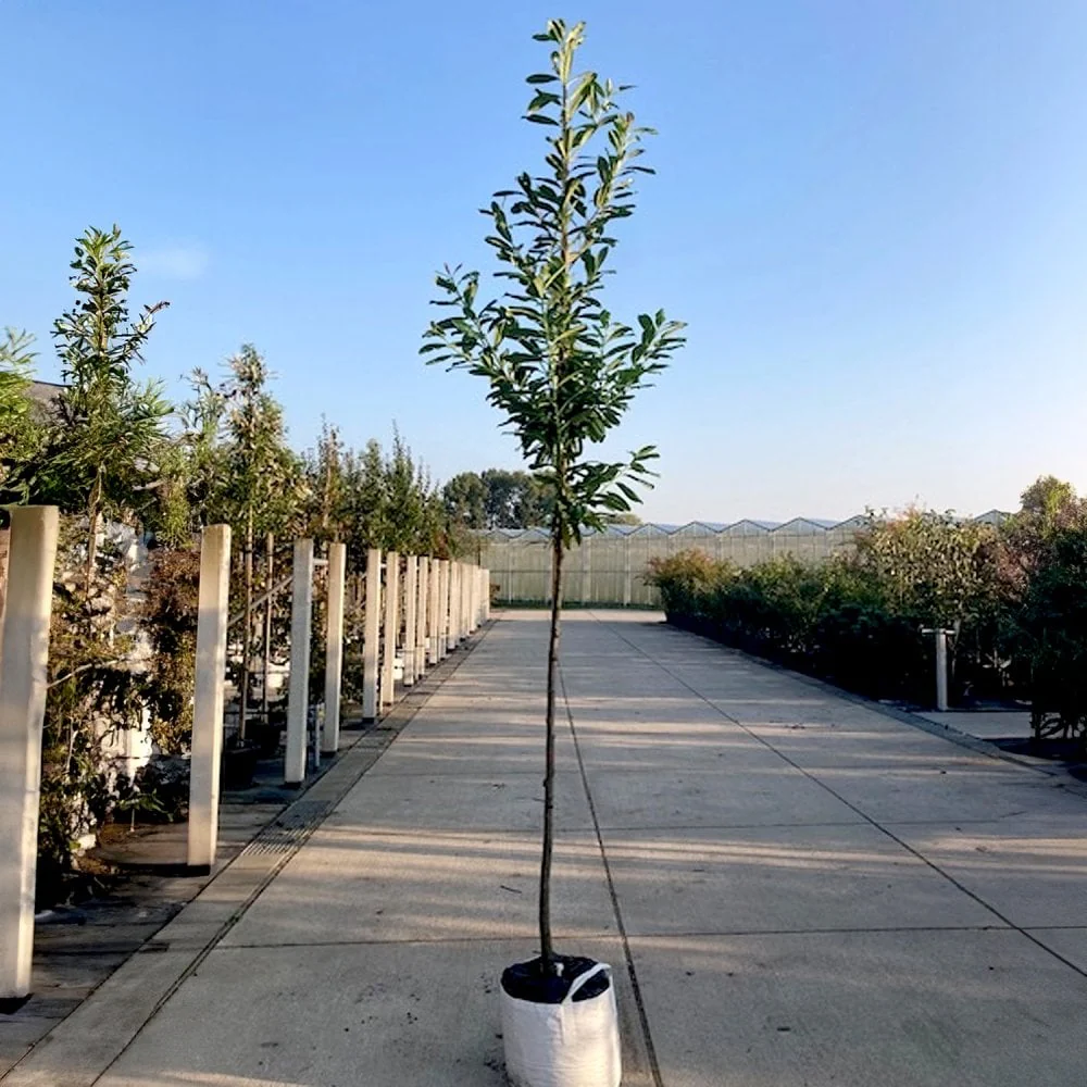 Prunus laurocerasus 'Novita' Tree - Image 4