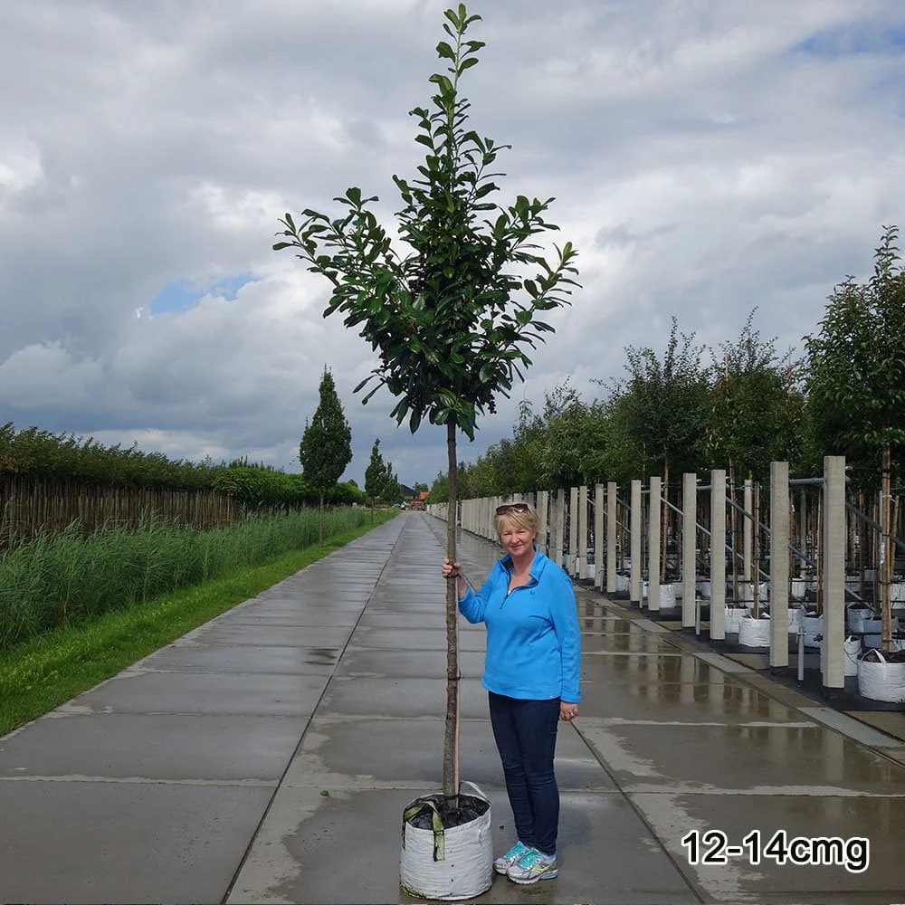 Prunus laurocerasus 'Novita' Tree - Image 5