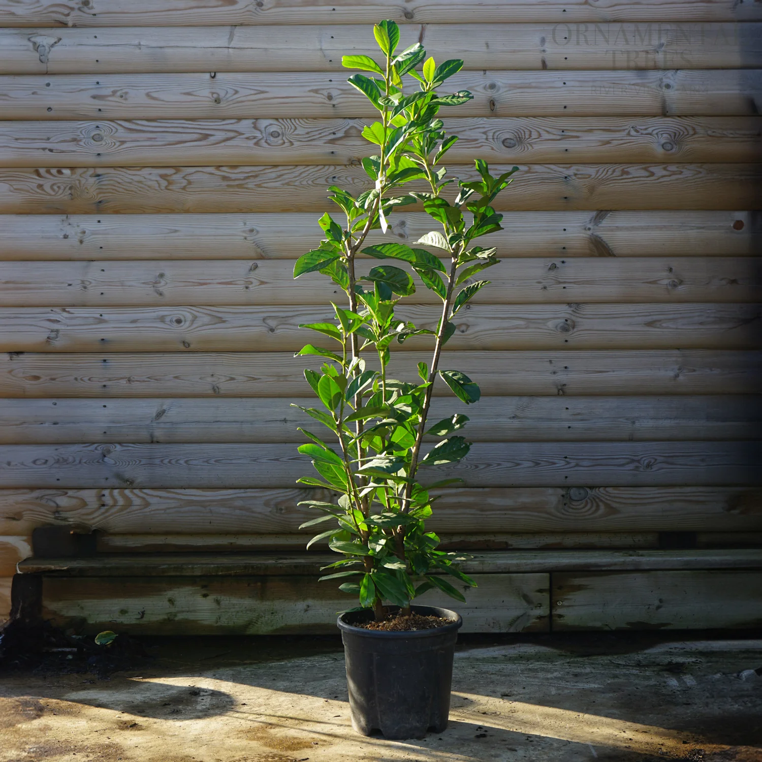 Prunus laurocerasus 'Novita' Tree - Image 6