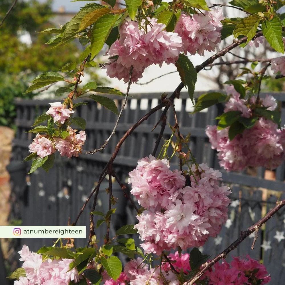 Prunus 'Little Pink Perfection' Tree
