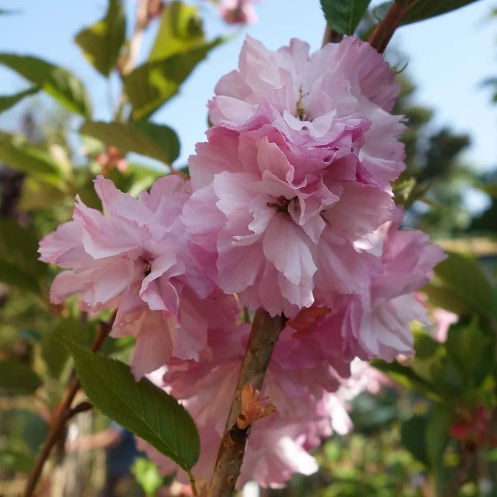 Prunus 'Little Pink Perfection' Tree - Image 2