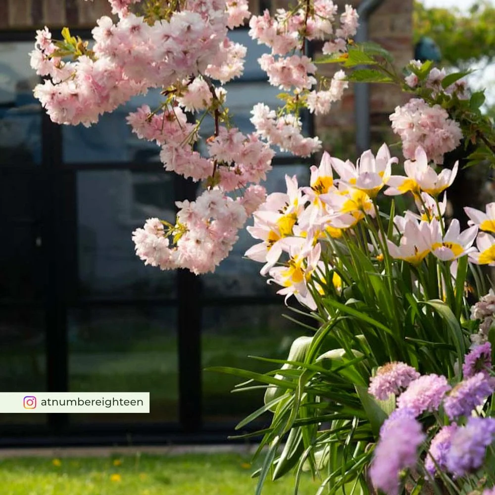 Prunus 'Little Pink Perfection' Tree - Image 3