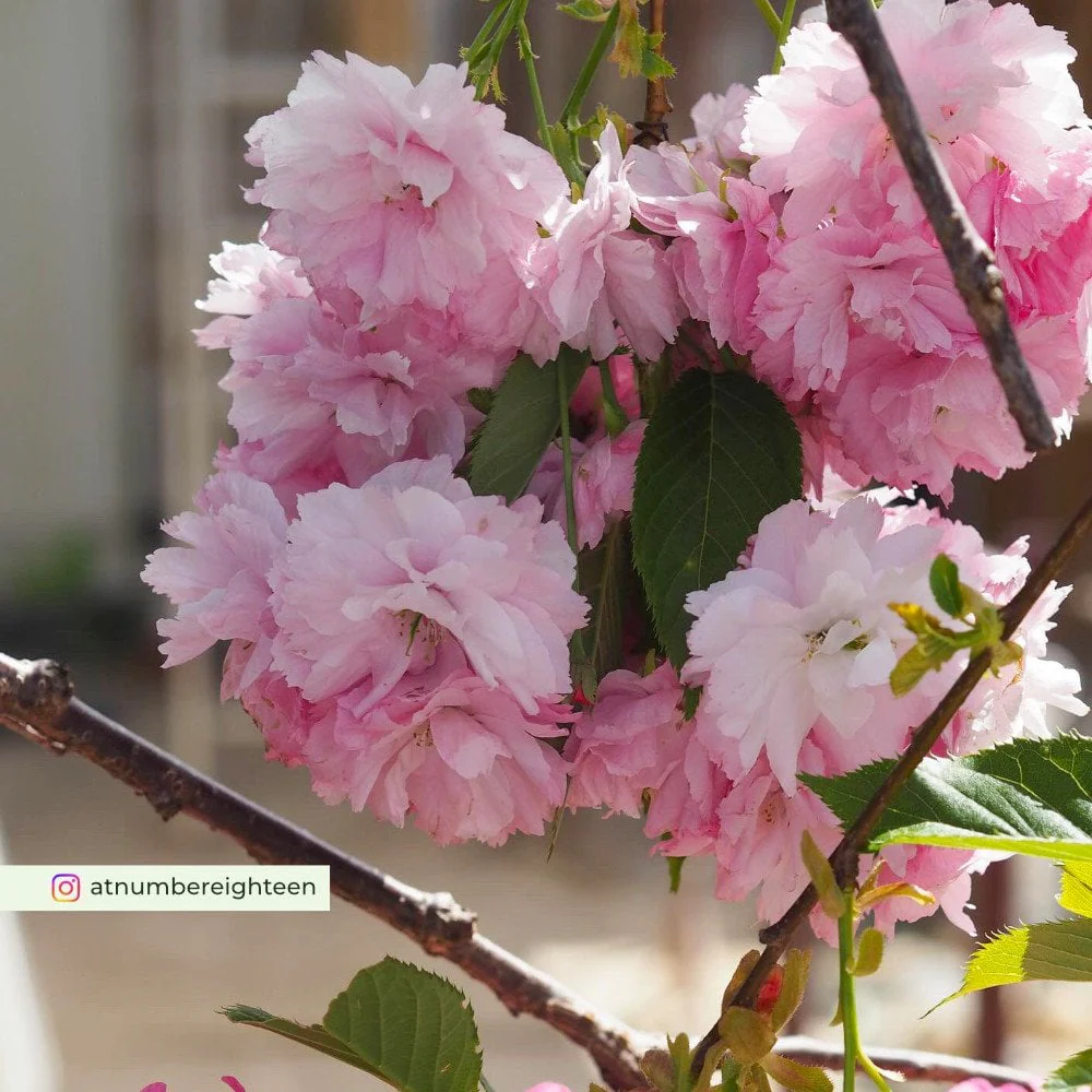 Prunus 'Little Pink Perfection' Tree - Image 4