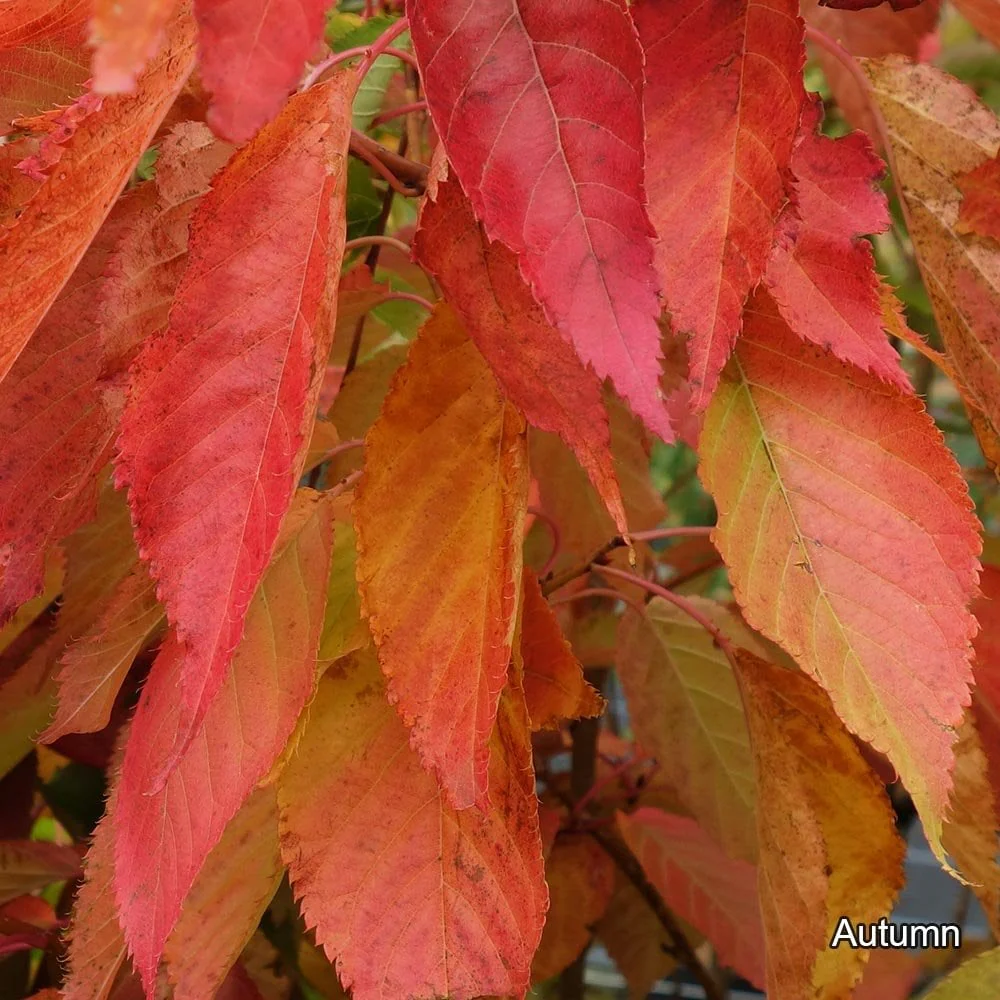 Prunus 'Little Pink Perfection' Tree - Image 5