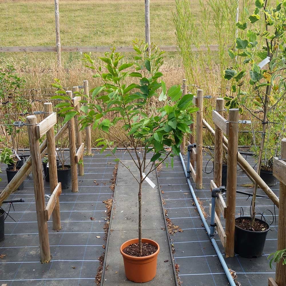 Prunus 'Little Pink Perfection' Tree - Image 7
