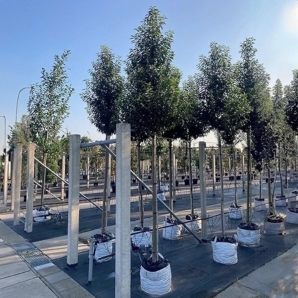 Prunus lusitanica 'Angustifolia' - Image 3