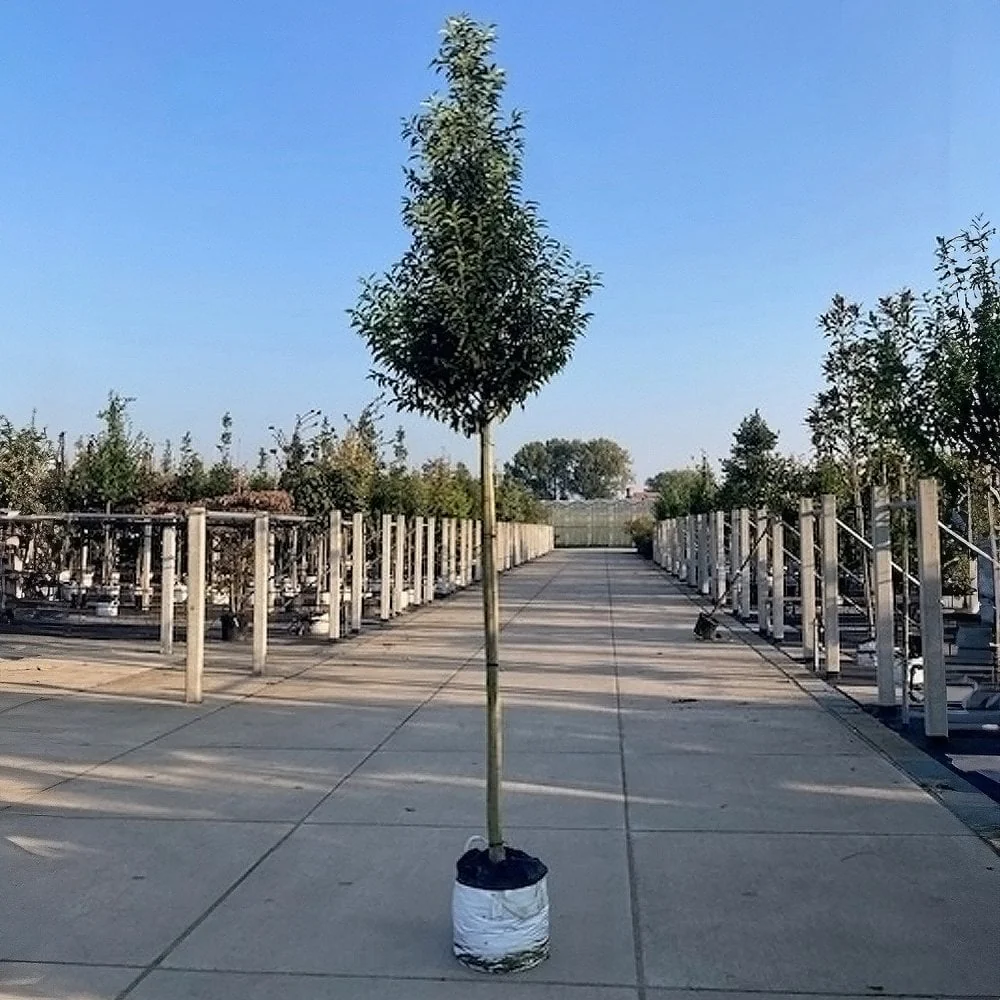 Prunus lusitanica 'Angustifolia' - Image 4