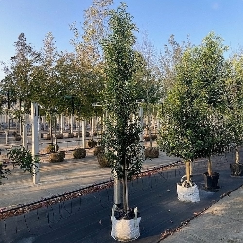 Prunus lusitanica 'Angustifolia' - Image 5
