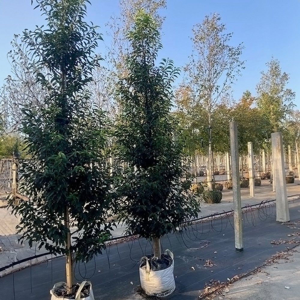 Prunus lusitanica 'Angustifolia' - Image 6
