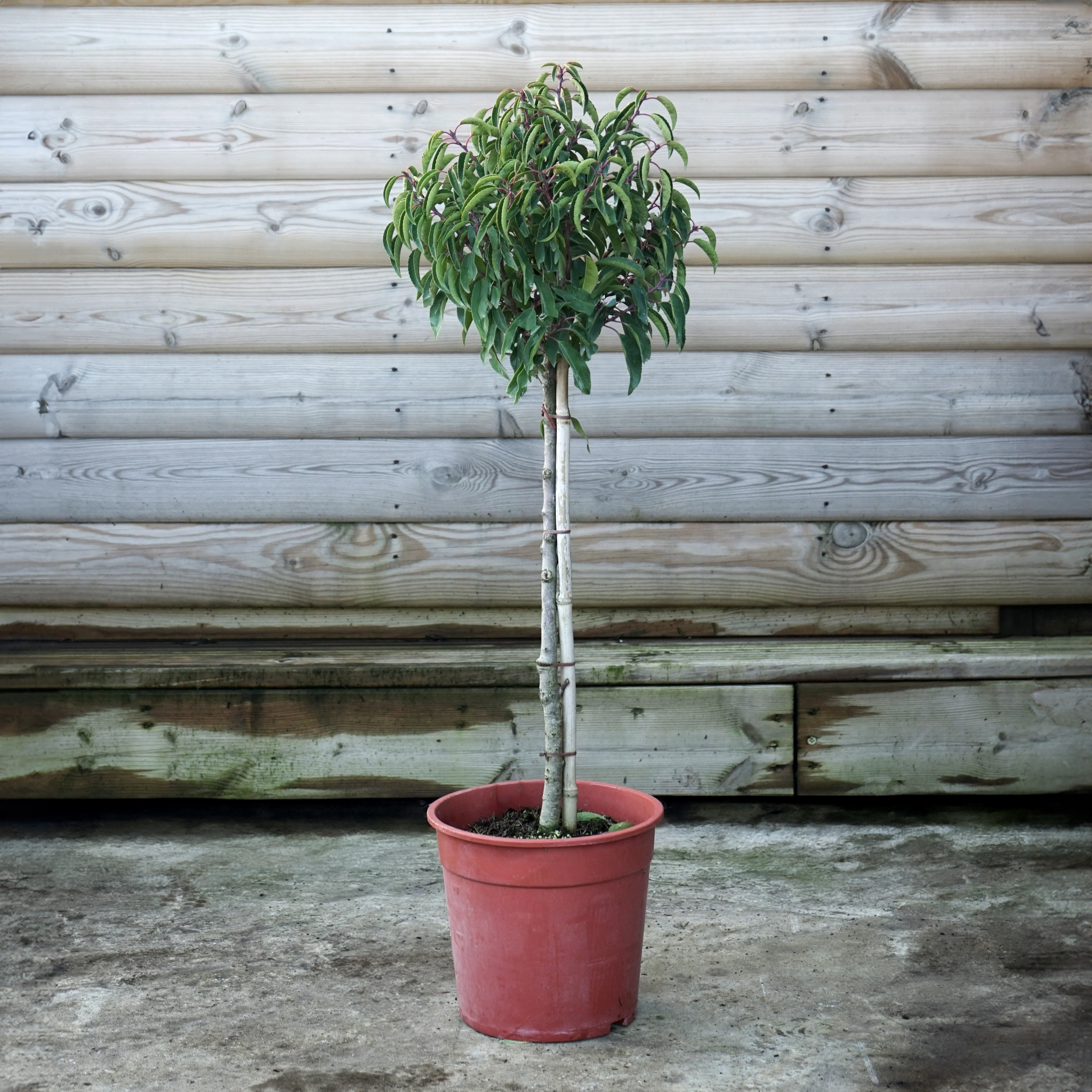 Prunus lusitanica 'Angustifolia' - Image 7