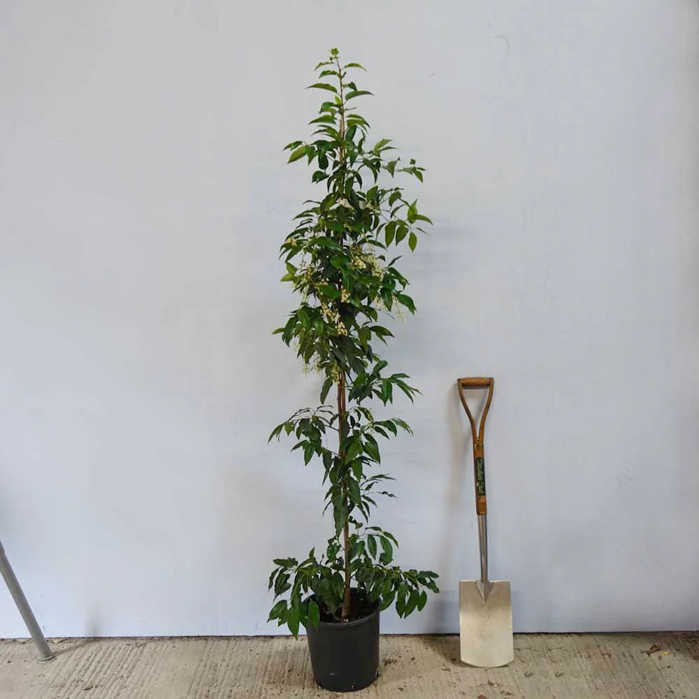 Prunus lusitanica Tree - Image 3