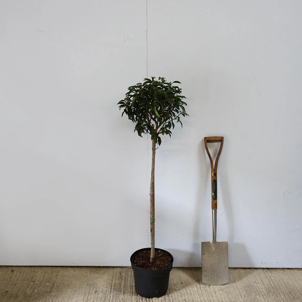 Prunus lusitanica Tree - Image 4