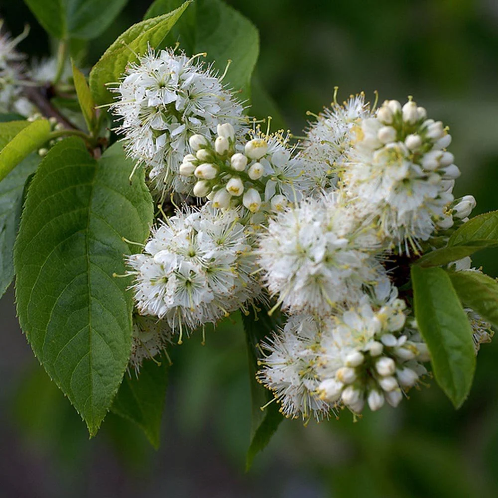 Prunus maackii Tree