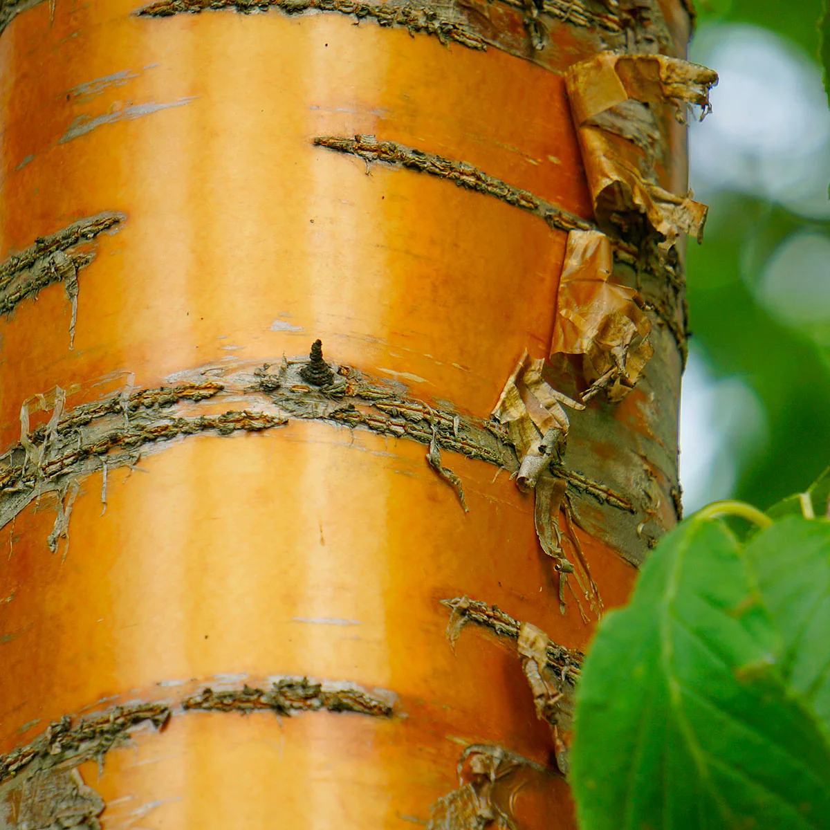 Prunus maackii Tree - Image 2