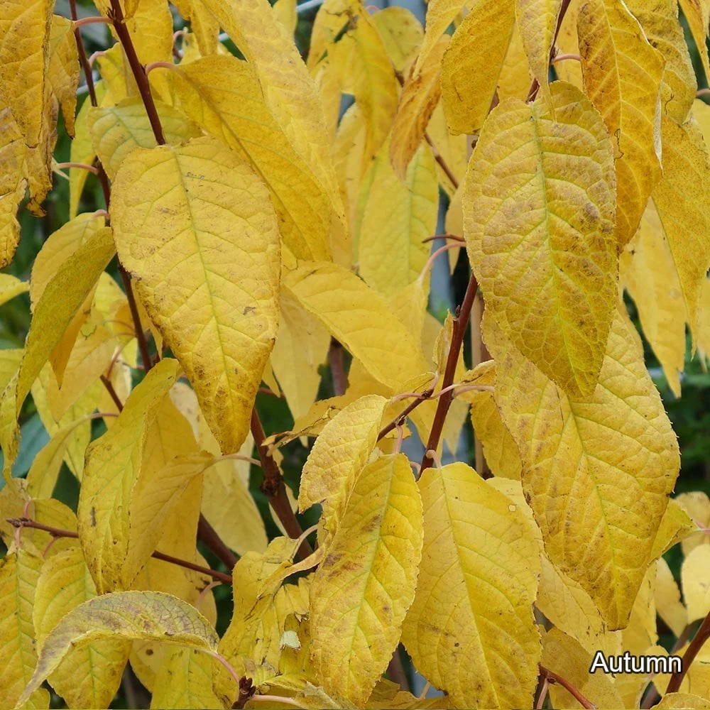 Prunus maackii Tree - Image 3
