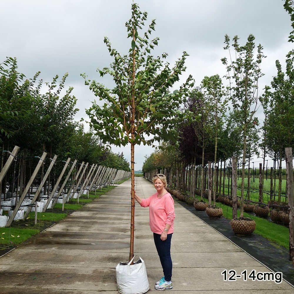 Prunus maackii Tree - Image 5