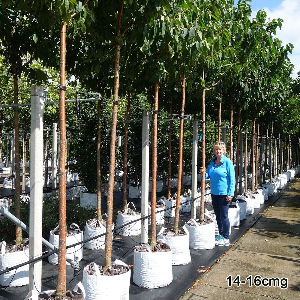 Prunus maackii Tree - Image 6