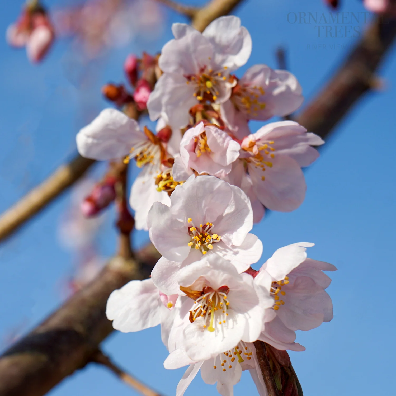 Prunus 'Marie Mallet' Tree