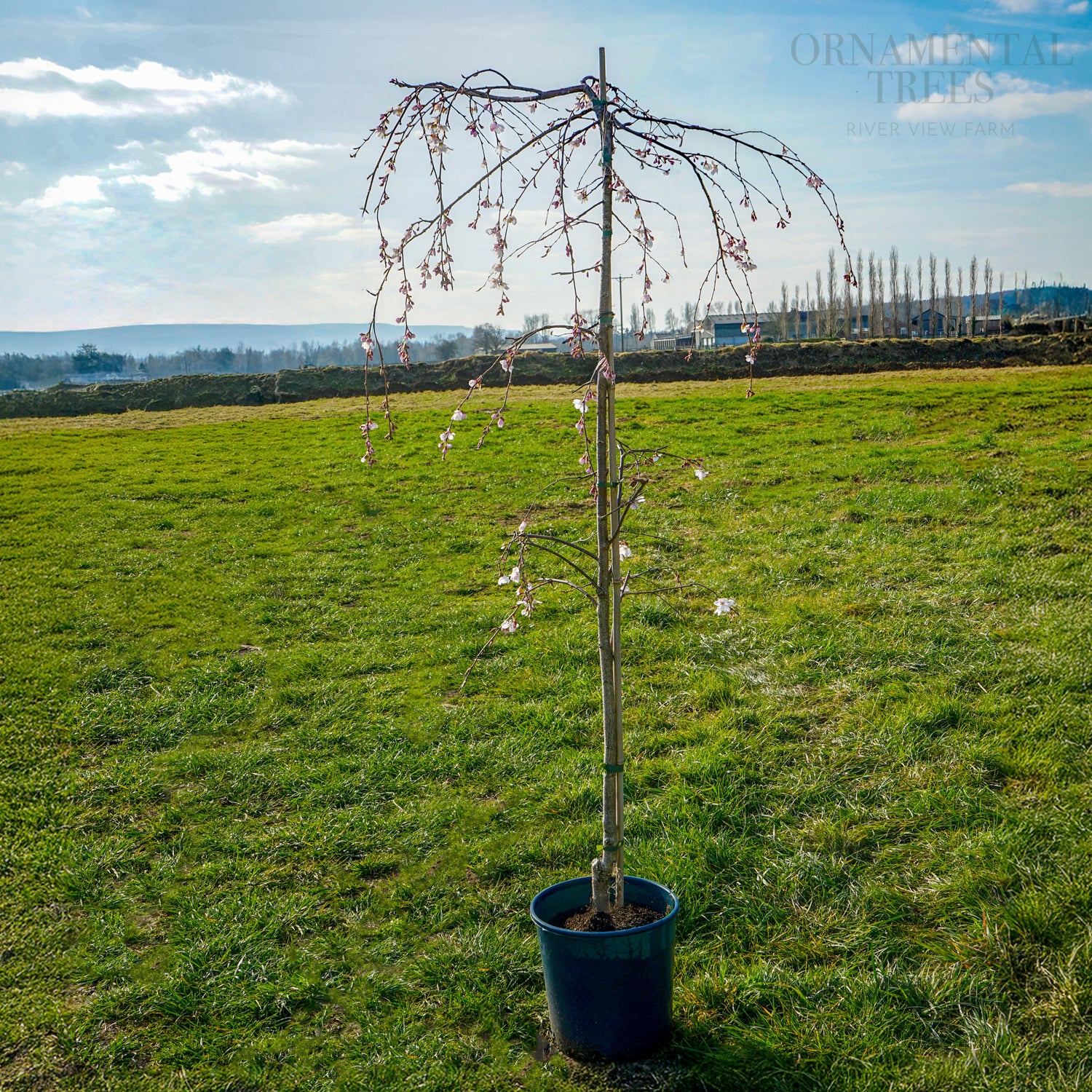 Prunus 'Marie Mallet' Tree - Image 3