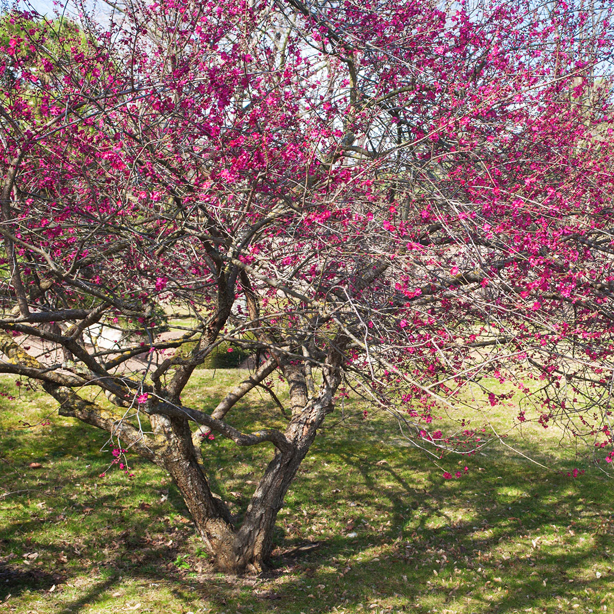 Prunus mume 'Beni-chidori' Tree - Image 3