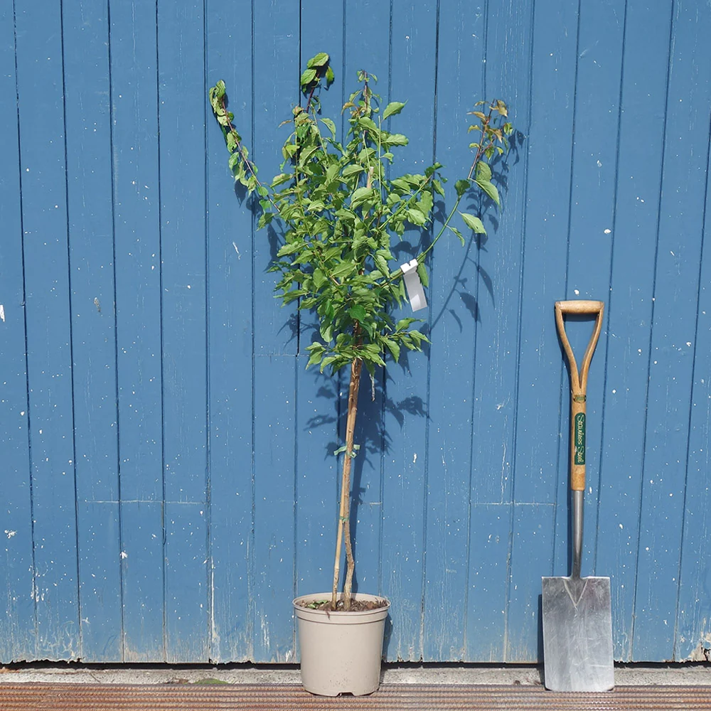 Prunus mume 'Beni-chidori' Tree - Image 4
