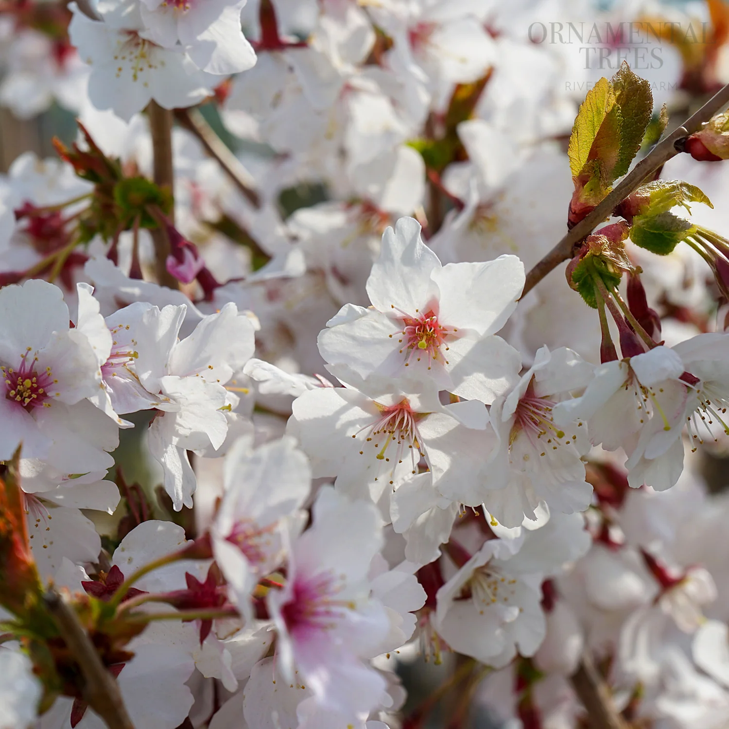 Prunus nipponica kurilensis 'Brilliant' Tree