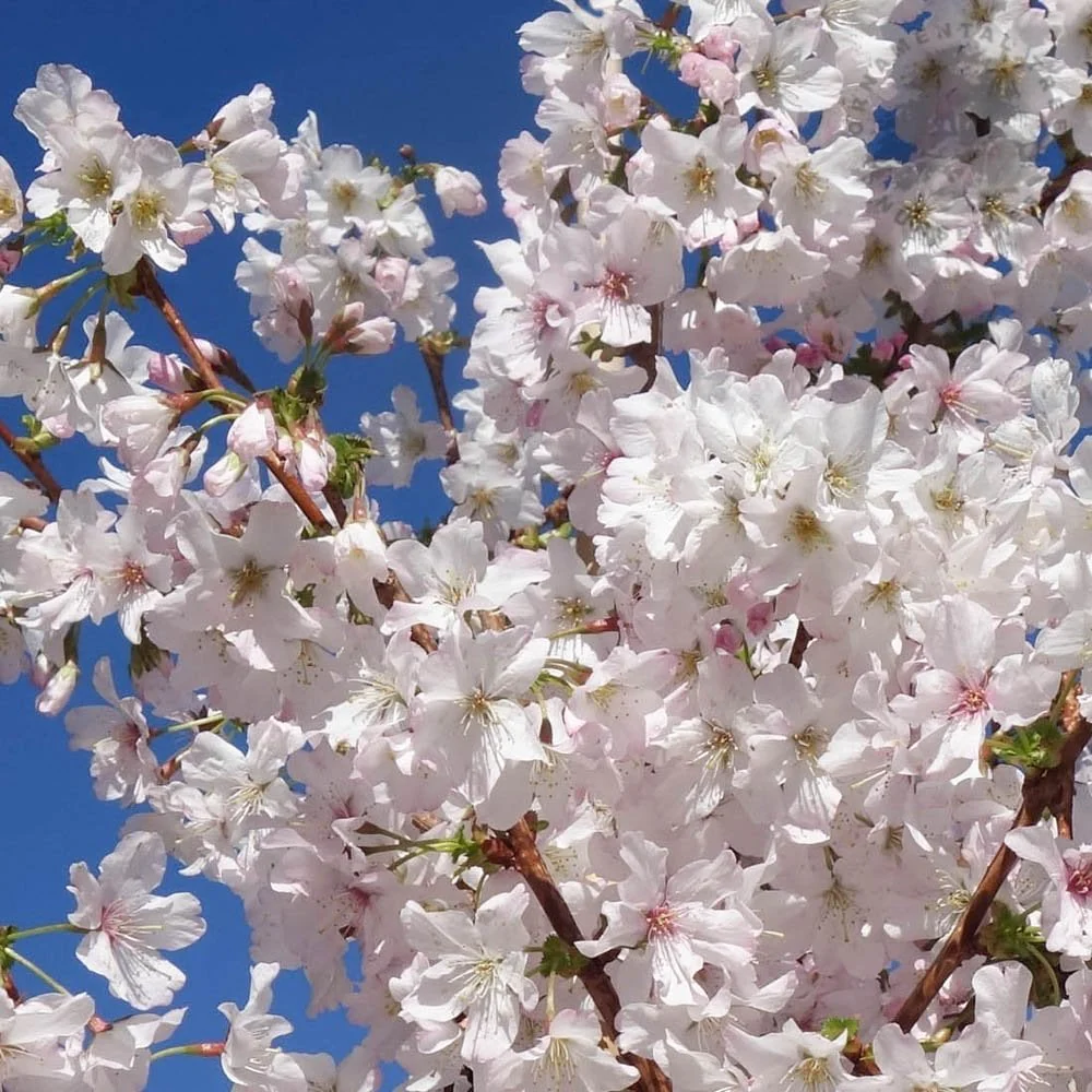Prunus nipponica kurilensis 'Brilliant' Tree - Image 2