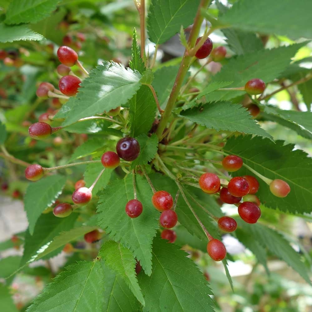 Prunus nipponica kurilensis 'Brilliant' Tree - Image 3