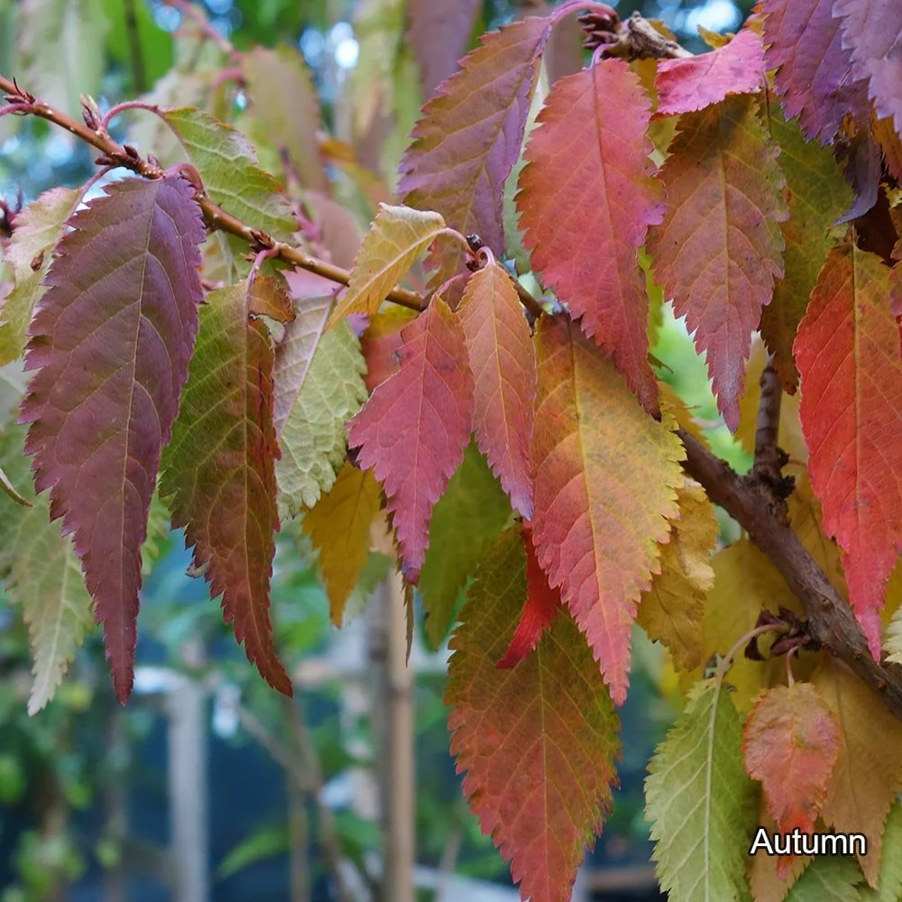 Prunus nipponica kurilensis 'Brilliant' Tree - Image 4