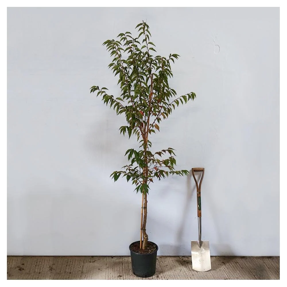Prunus nipponica kurilensis 'Brilliant' Tree - Image 5