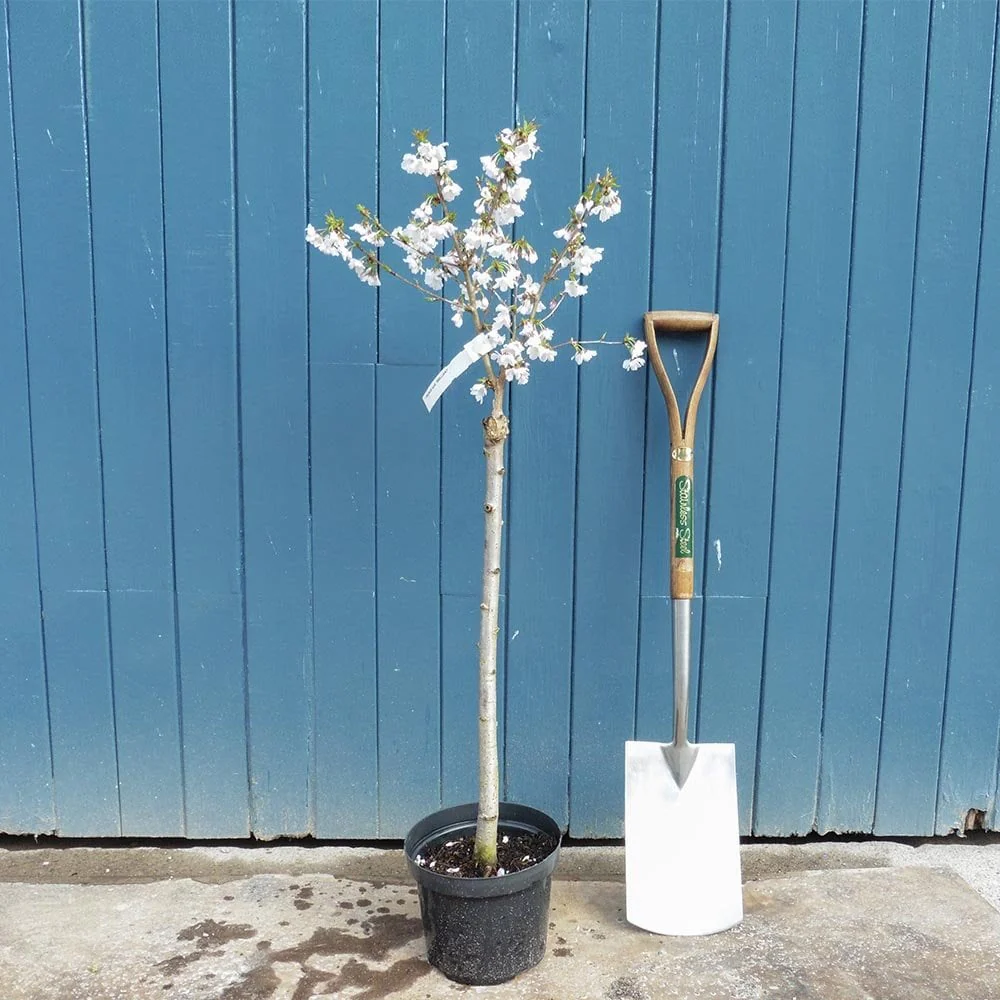 Prunus nipponica kurilensis 'Brilliant' Tree - Image 6