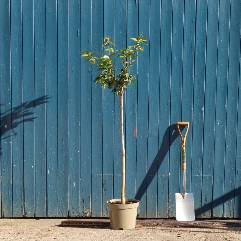 Prunus nipponica kurilensis 'Brilliant' Tree - Image 7