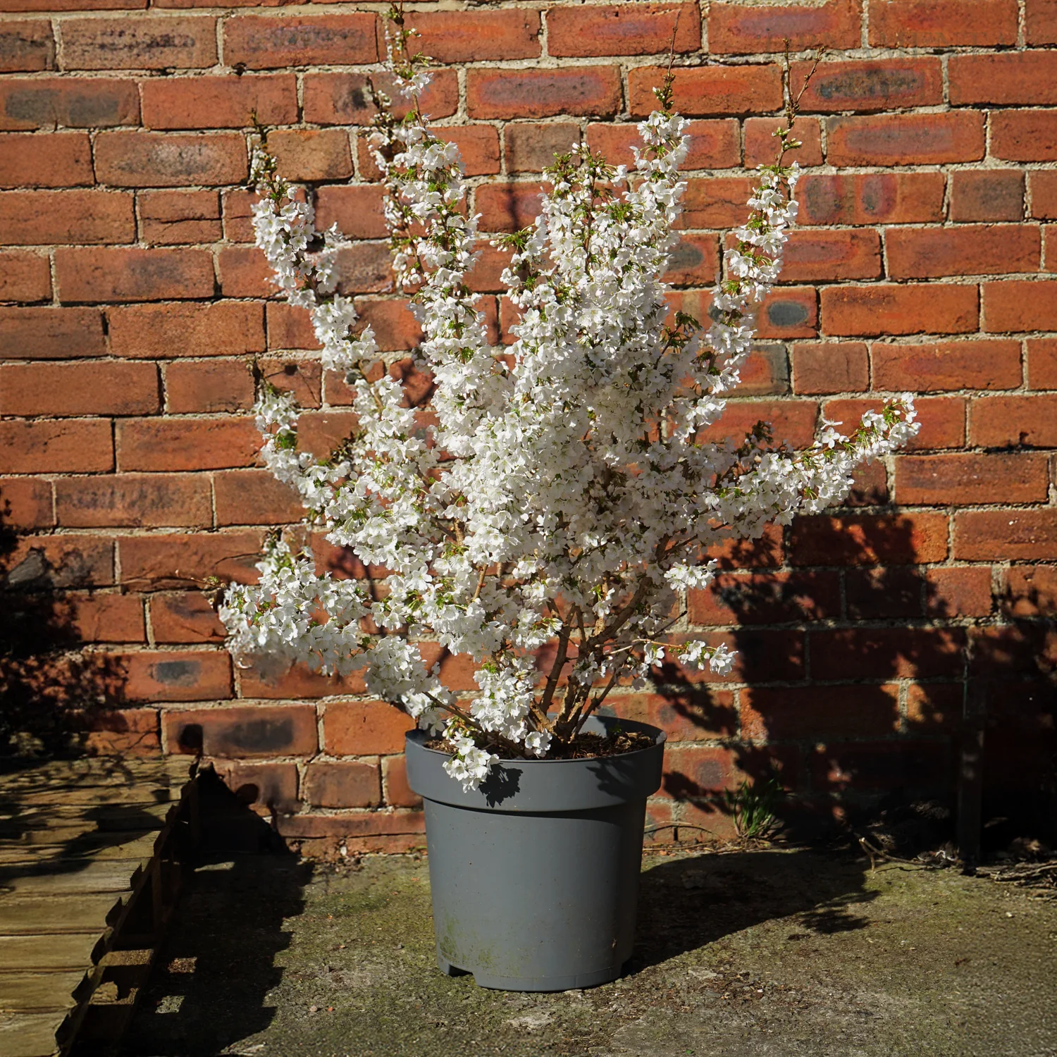 Prunus nipponica kurilensis 'Brilliant' Tree - Image 8