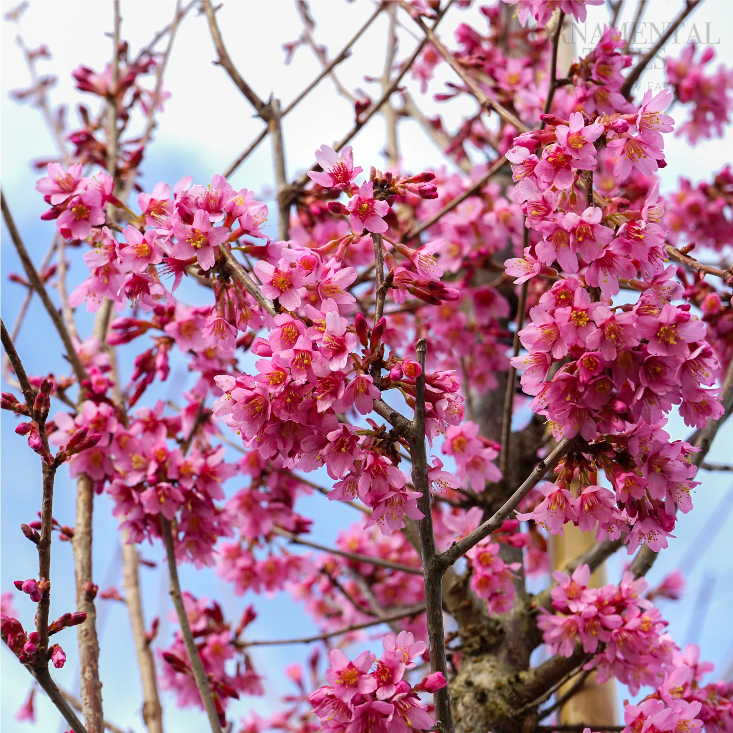 Prunus 'Okame' Tree
