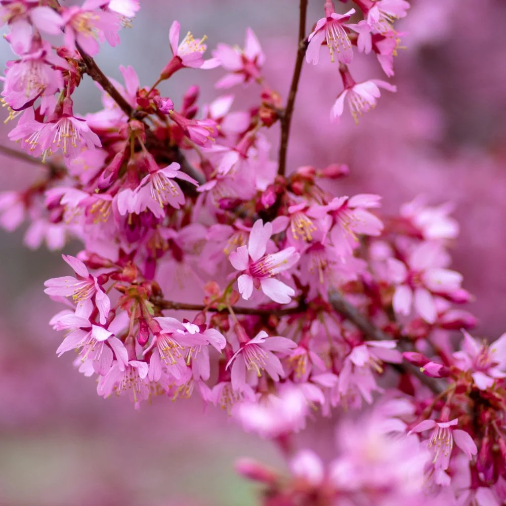 Prunus 'Okame' Tree - Image 2