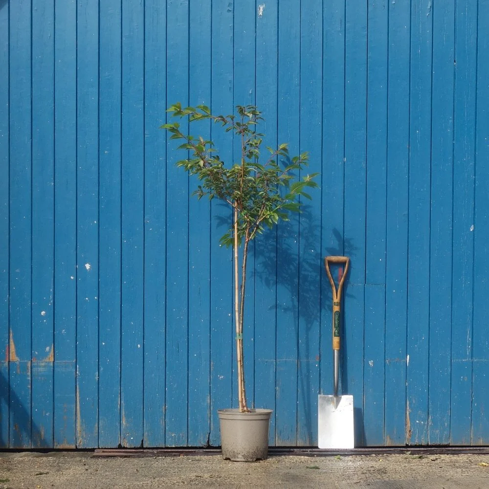 Prunus 'Okame' Tree - Image 6