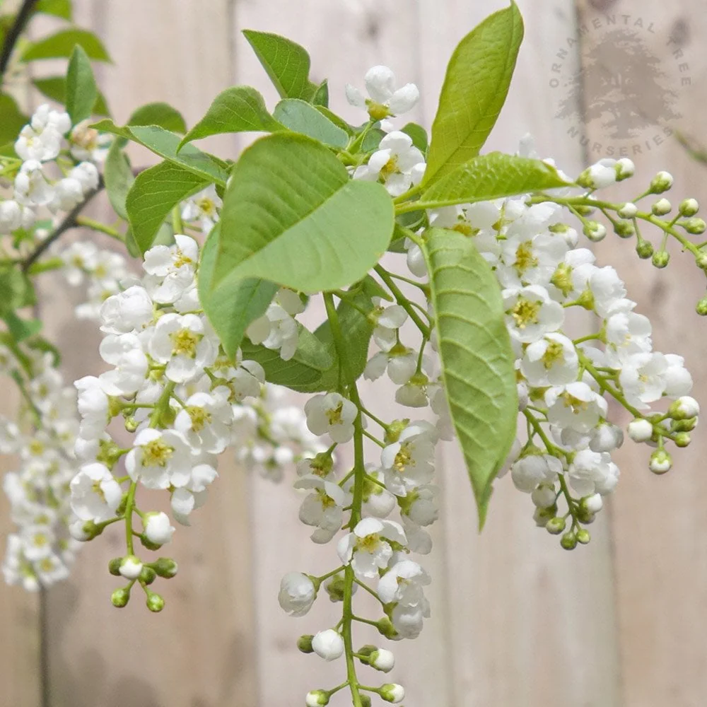 Prunus padus 'Le Thoureil' Tree