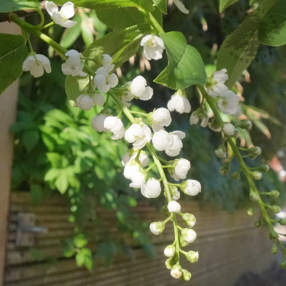 Prunus padus 'Le Thoureil' Tree - Image 2