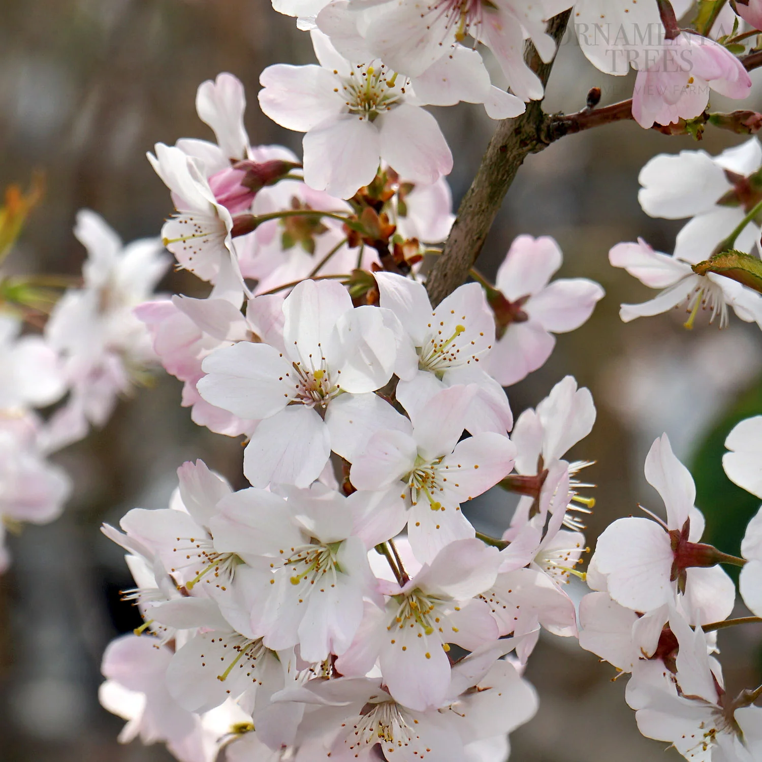 Prunus 'Pandora' Tree