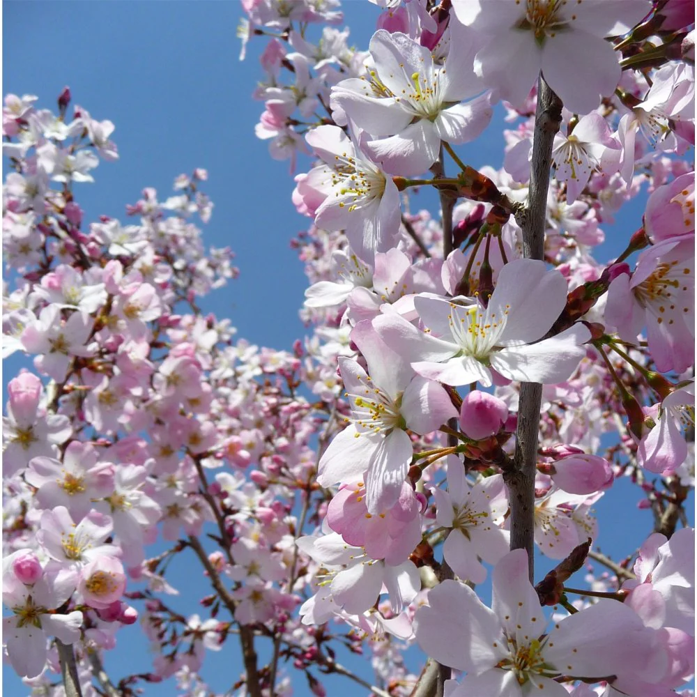 Prunus 'Pandora' Tree - Image 2