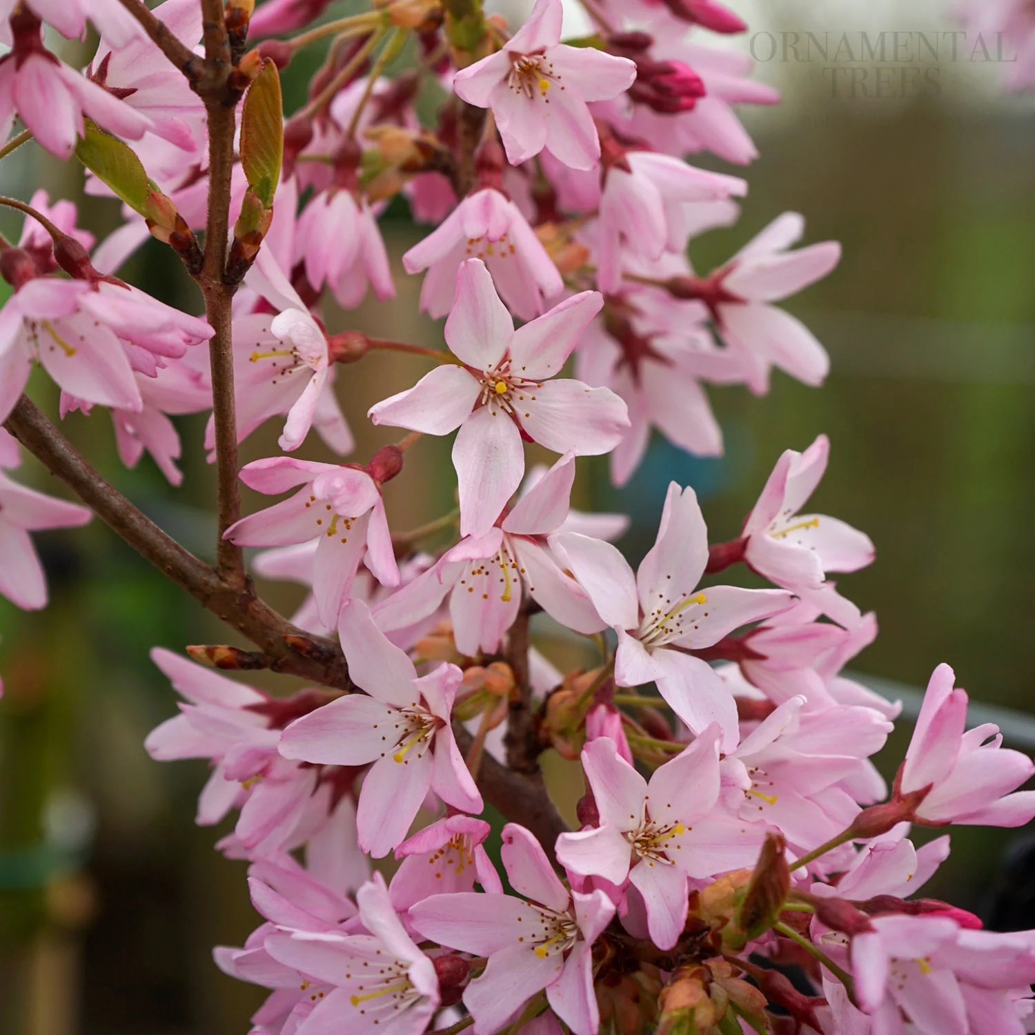 Prunus pendula 'Pink Star' Tree