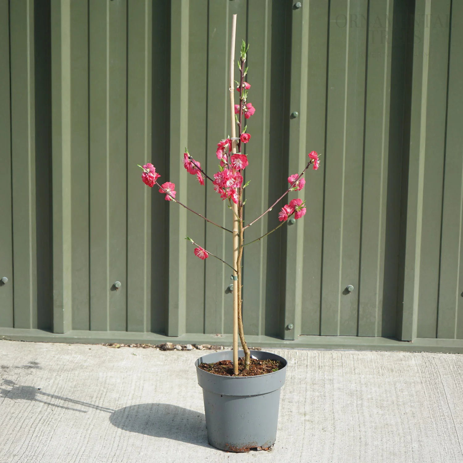 Prunus persica 'Melred' - Image 2