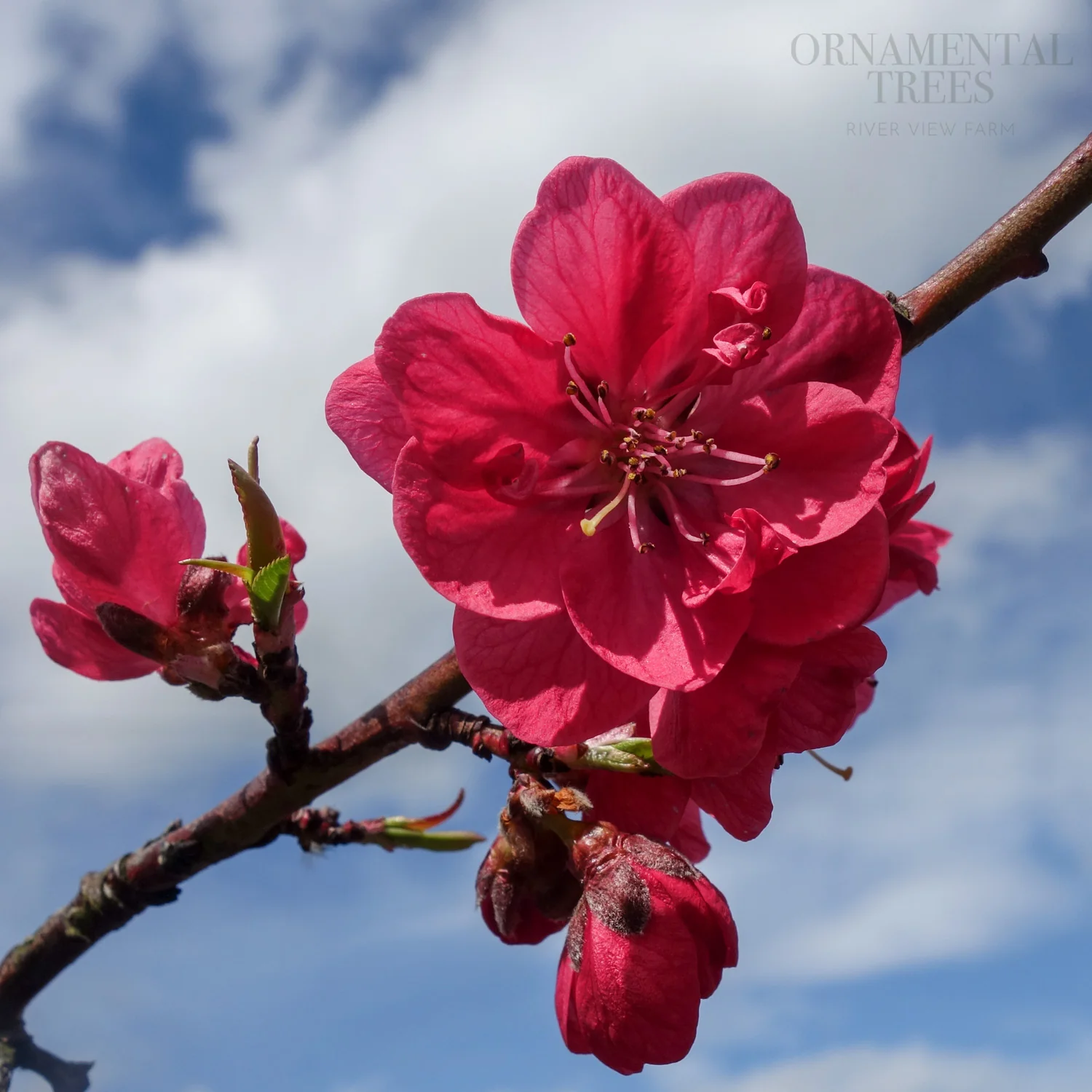Prunus persica 'Melred' - Image 3