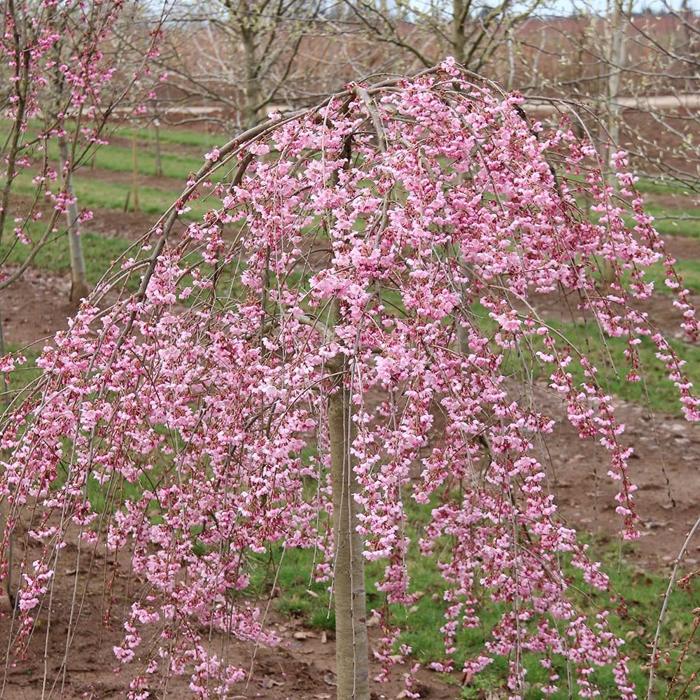 Prunus 'Pink Cascade' Tree - Image 2