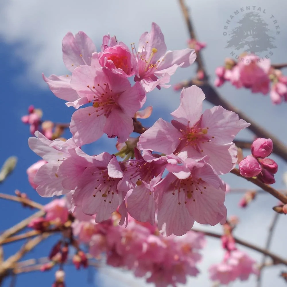 Prunus 'Pink Cascade' Tree - Image 3