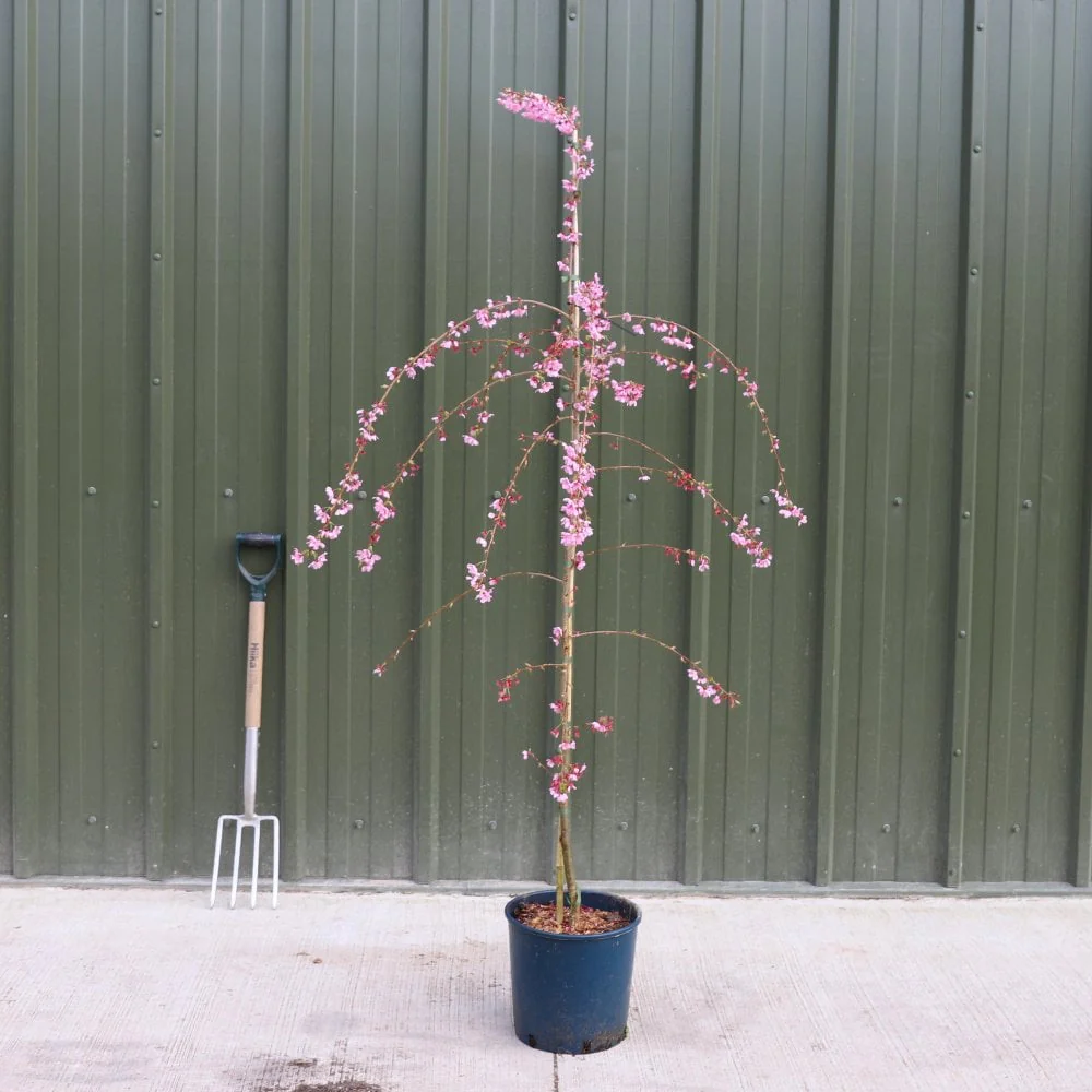 Prunus 'Pink Cascade' Tree - Image 4