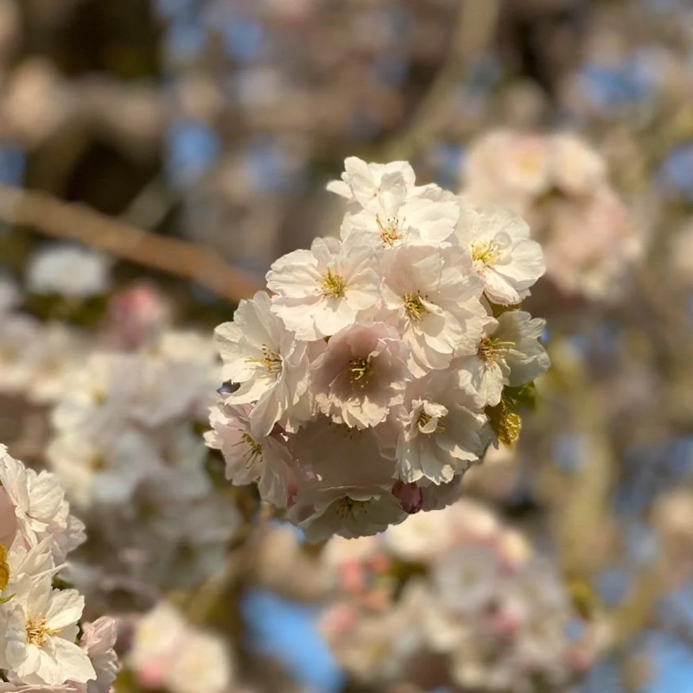 Prunus 'Pink Champagne' - Ichiyo' Tree